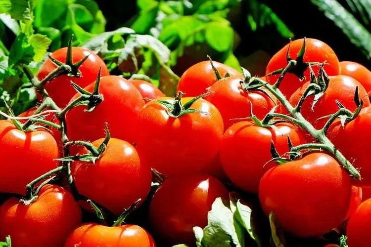 Harga Tomat Naik Jelang Idul Adha, Ini Alternatif Pengganti untuk Masakan