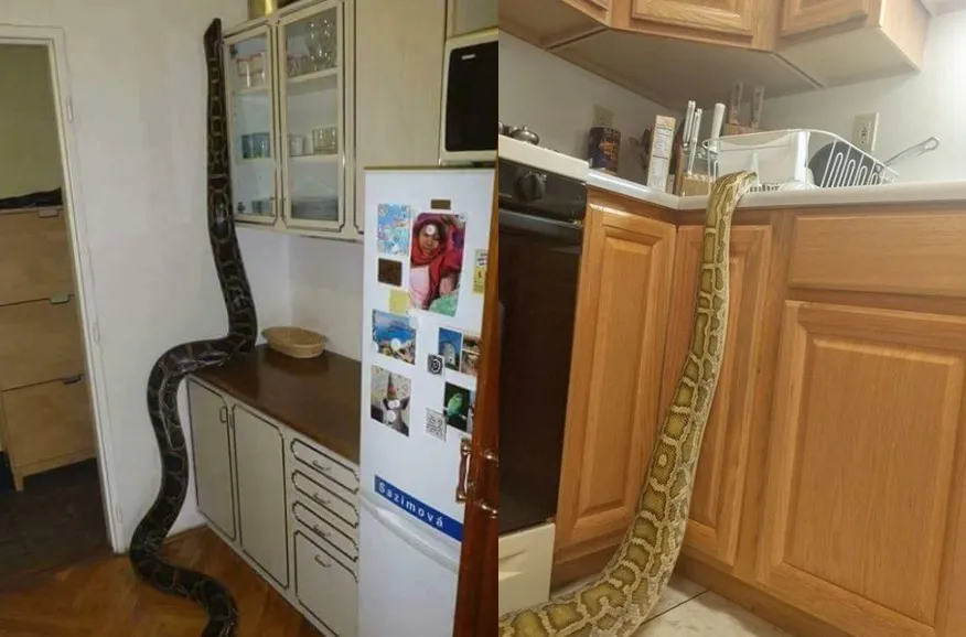 Waspada Musim Ular Masuk Dapur: Kenali Tanda-tandanya agar Penghuni Rumah Tetap Aman