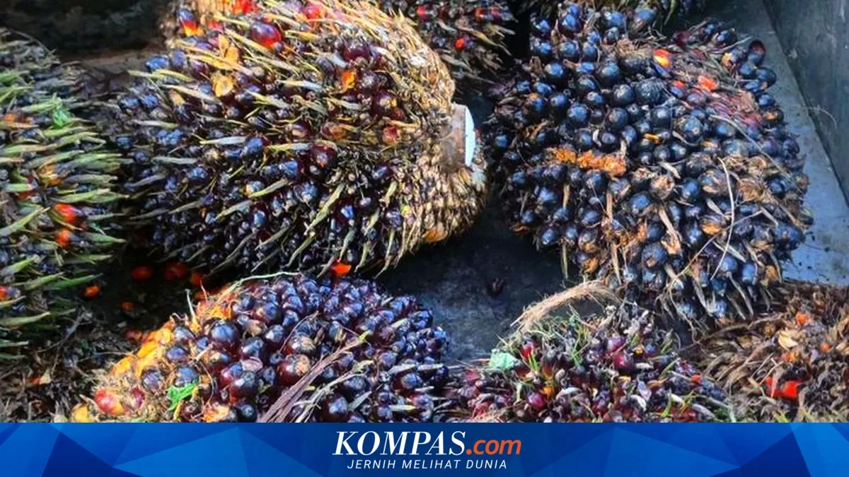 Narasi Sawit Disebut Bisa Menyelamatkan RI Saat Krisis Minyak Global, Ekonom: Tetap Butuh Impor BBM