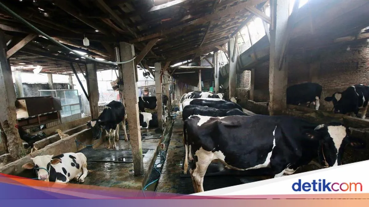 BRIN dan FAO Perkuat Riset serta Inovasi untuk Tingkatkan Produksi Susu Nasional