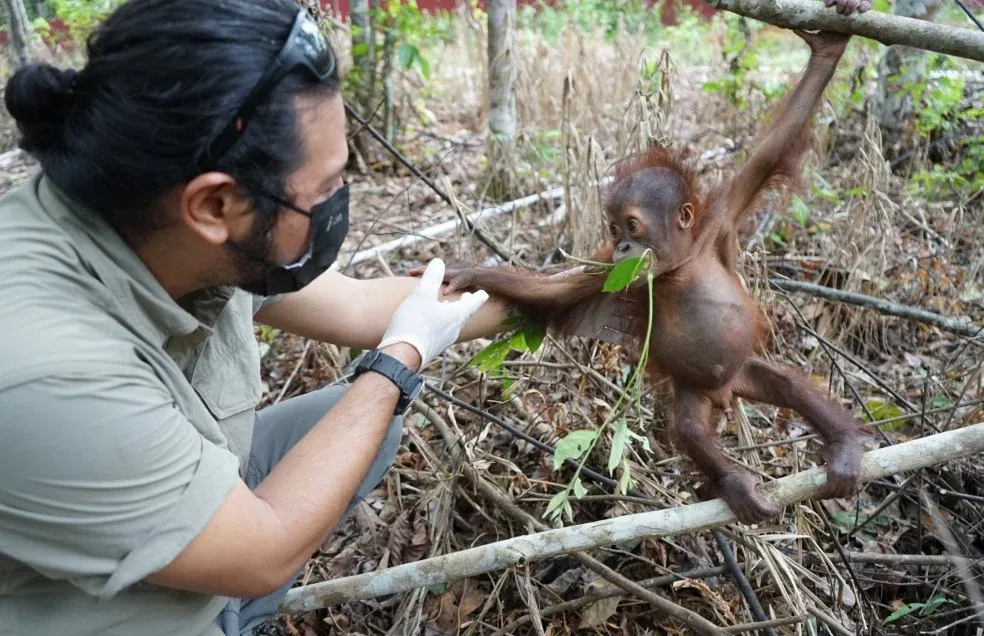 Bayi Orangutan Bernama Jack Ditemukan Terluka di Perkebunan Sawit Kutim, Kini Dirawat di PPS Long Sam Berau