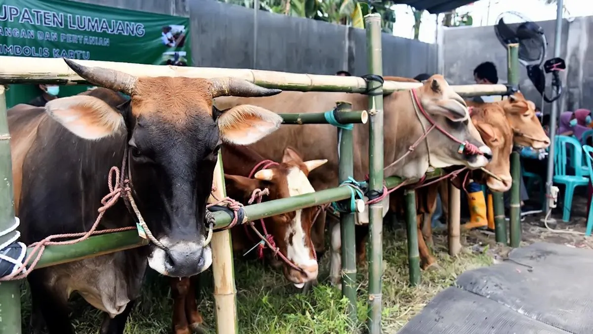 Qurban Asyik Luncurkan Versi Terbaru Aplikasi di Festival Ramadan Asyik 2026