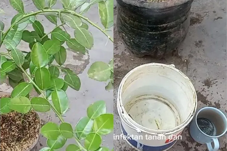 Pupuk Dapur untuk Pohon Daun Jeruk: Micin Disebut Bisa Bantu Tanaman Lebih Rimbun dan Minim Hama