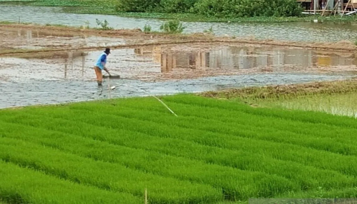 IAW Soroti Ketidaksinkronan Kebijakan Lahan: Dorong Investasi, Kawasan Industri Malah Masuk Lahan Sawah Dilindungi
