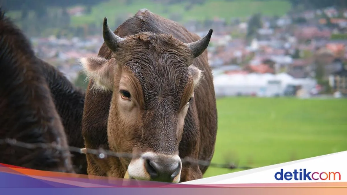 Harga Hewan Kurban di Gaza Meledak hingga Rp 120 Juta: Ketika Ibadah Bertemu Krisis, dan Dunia Diminta Berkaca