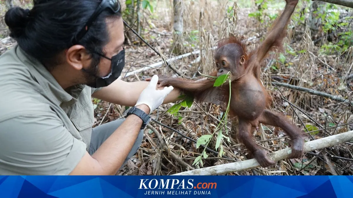 Bayi Orangutan Ditemukan di Kebun Sawit Kutai Timur, Kondisinya Demam dan Kekurangan Gizi