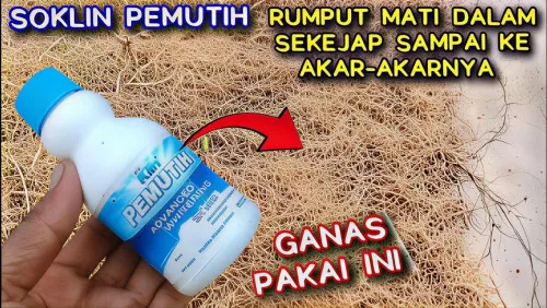Tiga Bahan Dapur Disebut Bisa Jadi Ramuan Pembasmi Rumput Liar dan Lumut di Rumah