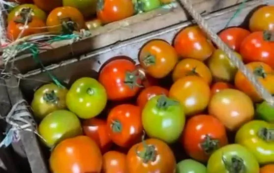 Harga Tomat di Pasar Melonguane Naik, Komoditas Bumbu Dapur Lain Stabil
