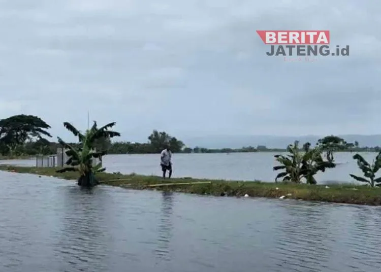 Pemkab Kudus Siapkan Usulan Asuransi untuk Sawah Terdampak Banjir, Pendataan Masih Berjalan
