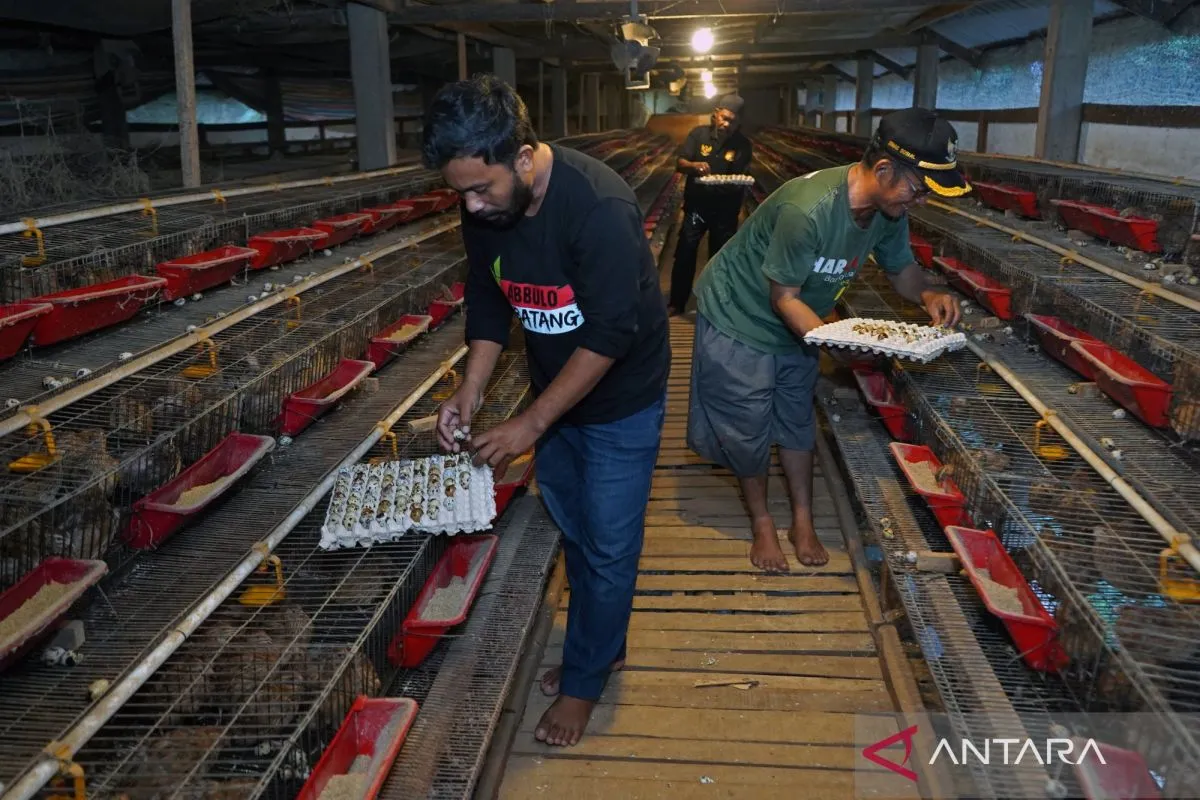 BGN: Dapur MBG Wajib Libatkan Minimal 15 Pemasok Bahan Pangan, Cegah Dominasi Satu Pihak