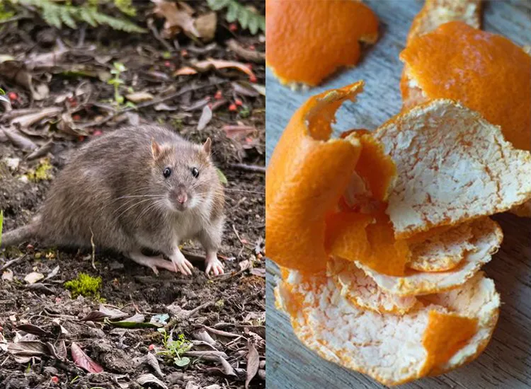Tikus Mengganggu Kebun? Ini Cara Mengusirnya dengan Bahan Alami, Salah Satunya Bawang Putih