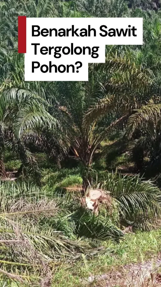 Pernyataan Prabowo soal Sawit sebagai Pohon Kembali Viral Usai Banjir dan Longsor di Sumatra