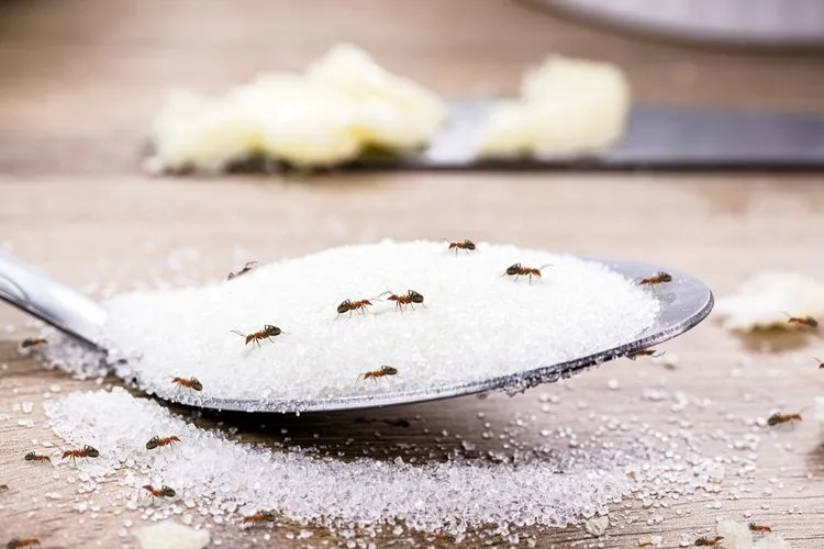 Cara Mengusir Semut dari Wadah Gula dengan Bahan Dapur