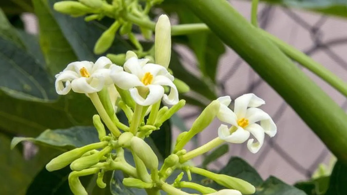 Cara Mengolah Bunga Pepaya agar Tidak Pahit, Bisa Ditumis dengan Bumbu Sederhana