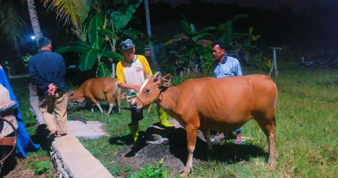 Lima Sapi yang Sempat Dikira Dicuri di Sinjai Ditemukan di Hutan, Diduga Kabur karena Kaget Suara Musik Hajatan