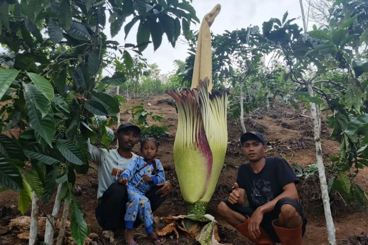 Bunga Bangkai Setinggi 1,5 Meter Mekar di Kebun Kopi Warga Bermani Ulu, Rejang Lebong