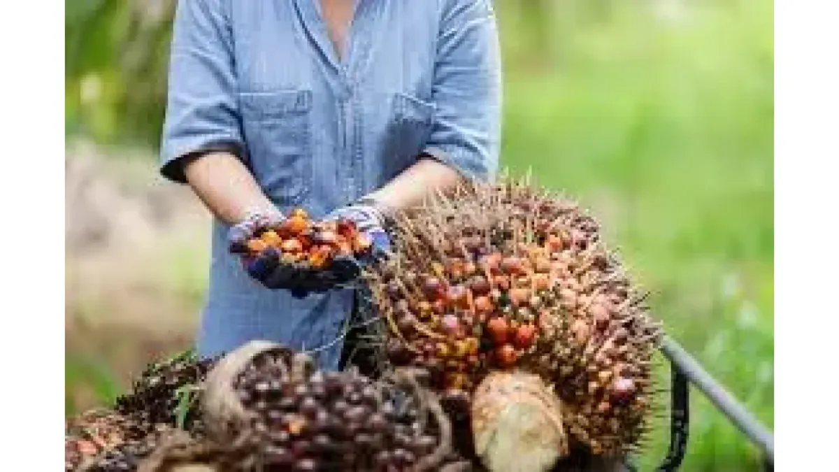 PASPI Minta Riset BPDP Sawit Didorong Jadi Inovasi Bisnis untuk Atasi Produktivitas Stagnan