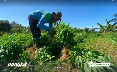 Warga Binaan SAE L’SIMA Lapas Malang Panen Kangkung untuk Pasokan Dapur Lapas