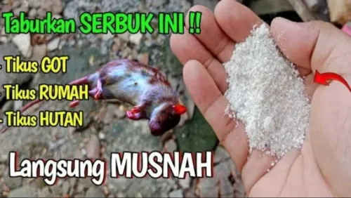 Bahan Dapur Seperti Peppermint, Bawang Putih, dan Cuka Putih Disebut Ampuh Usir Tikus Tanpa Racun