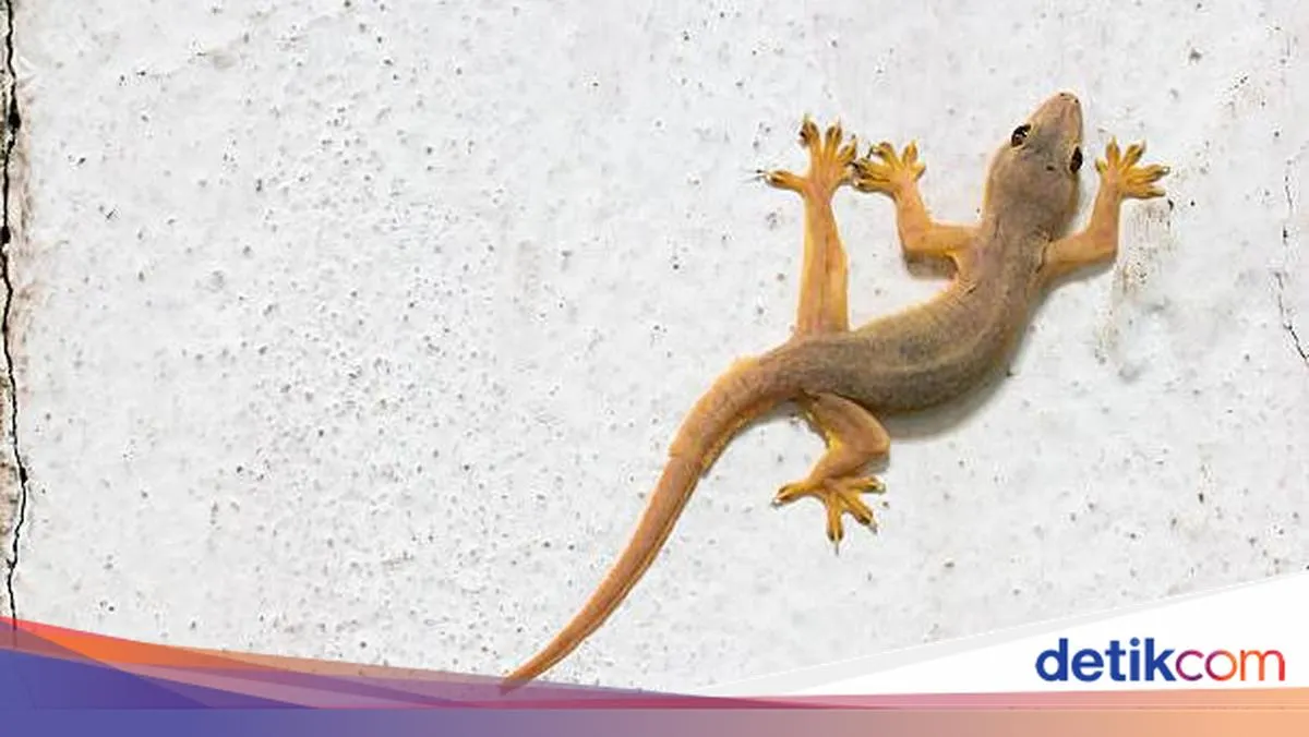 Cara Mengusir Cicak di Rumah dengan Bahan Dapur