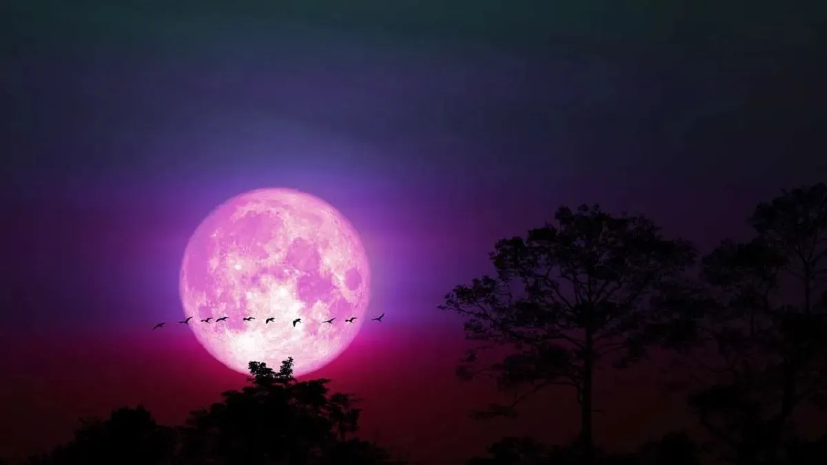 Pink Moon 2026 Puncak 2 April Pagi, Ini Jadwal Pengamatan dan Fakta di Balik Namanya