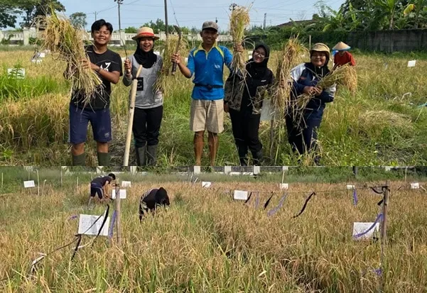 UNDIP Panen Perdana Padi Biosalin Berbasis Biochar di Lahan Pesisir Jepara