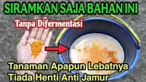 Pupuk Organik Cair dari Air Beras dan Kunyit Disebut Bisa Membantu Tanaman Cepat Berbunga dan Berbuah