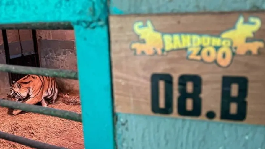 Anak Harimau Benggala Bernama Hara di Bandung Zoo Mati pada Usia 8 Bulan, BBKSDA Jabar Tunggu Hasil Pemeriksaan