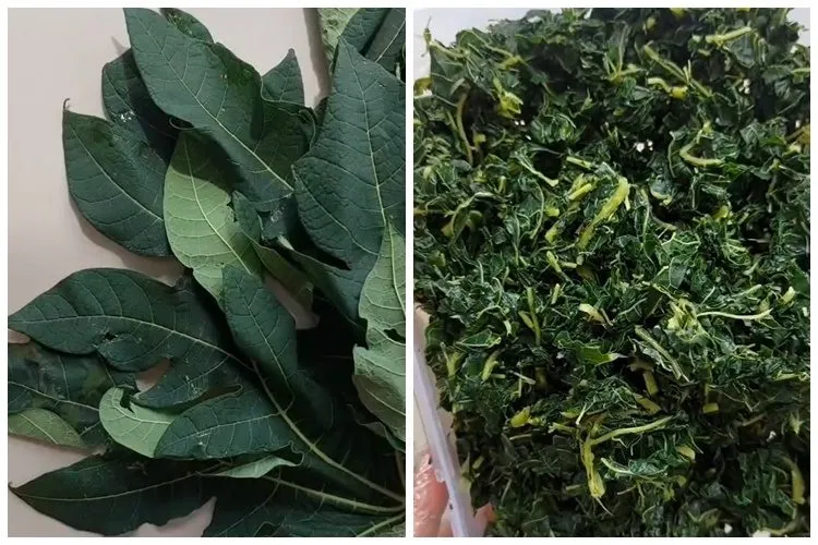 Trik Merebus Daun Pepaya agar Tak Pahit Tanpa Asam Jawa, Cukup Tambahkan Satu Bahan Dapur