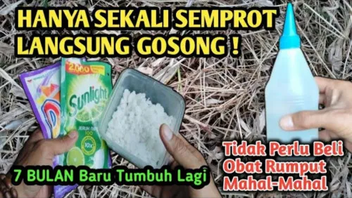 Trik Membasmi Rumput Liar dengan Bahan Dapur, Diklaim Ampuh hingga ke Akar