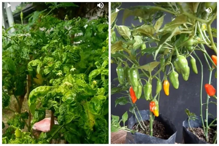 Daun Cabai Menguning dan Keriting, Ini Penyebab dan Trik Menanganinya dengan Dua Bahan Dapur
