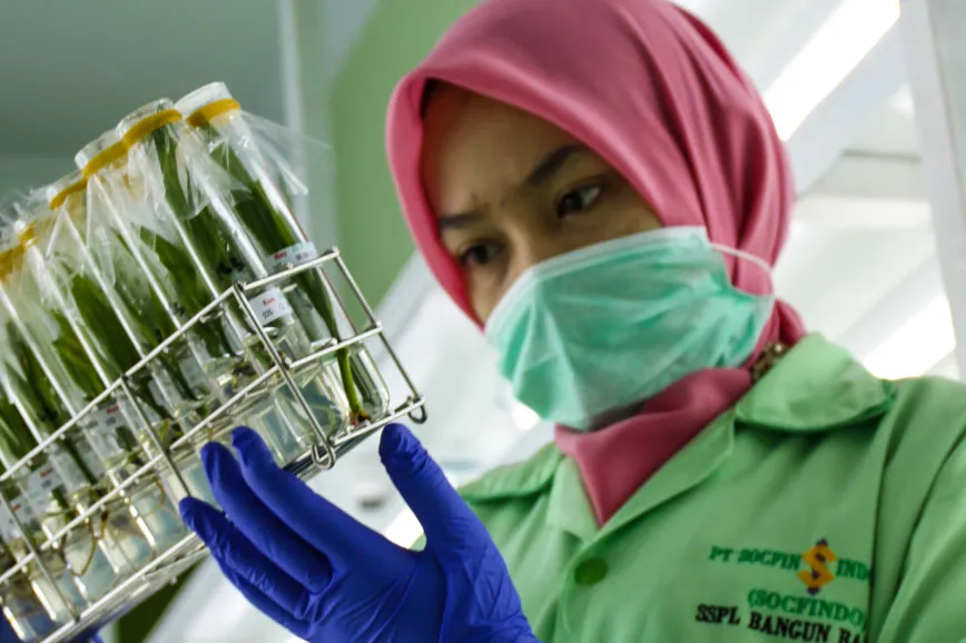 Socfindo Akan Tampilkan Teknologi Laboratorium DNA dan Benih Sawit Tahan Iklim di HASI 2026