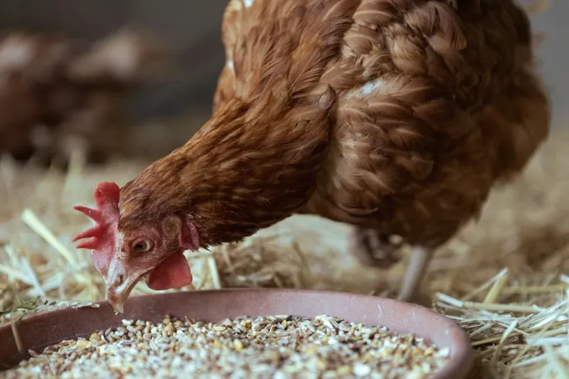 Empat Racikan Pakan Ayam Kampung dari Bahan Dapur untuk Tekan Biaya, Ini Komposisi dan Panduannya