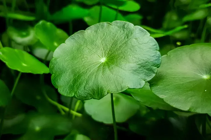 Pilihan Daun dan Bahan Alami yang Kerap Dipakai untuk Meredakan Kesemutan, serta Cara Mengolahnya