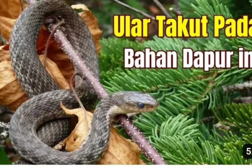Bawang Putih dan Serai Disebut Dapat Membantu Mengusir Ular, Begini Penjelasannya