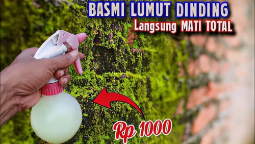Cara Mengatasi Lumut di Tembok dengan Bahan Dapur, Tanpa Menyikat