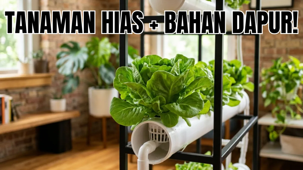 Tiga Tanaman Hias Hidroponik untuk Dalam Ruangan yang Bisa Dimanfaatkan sebagai Bahan Dapur
