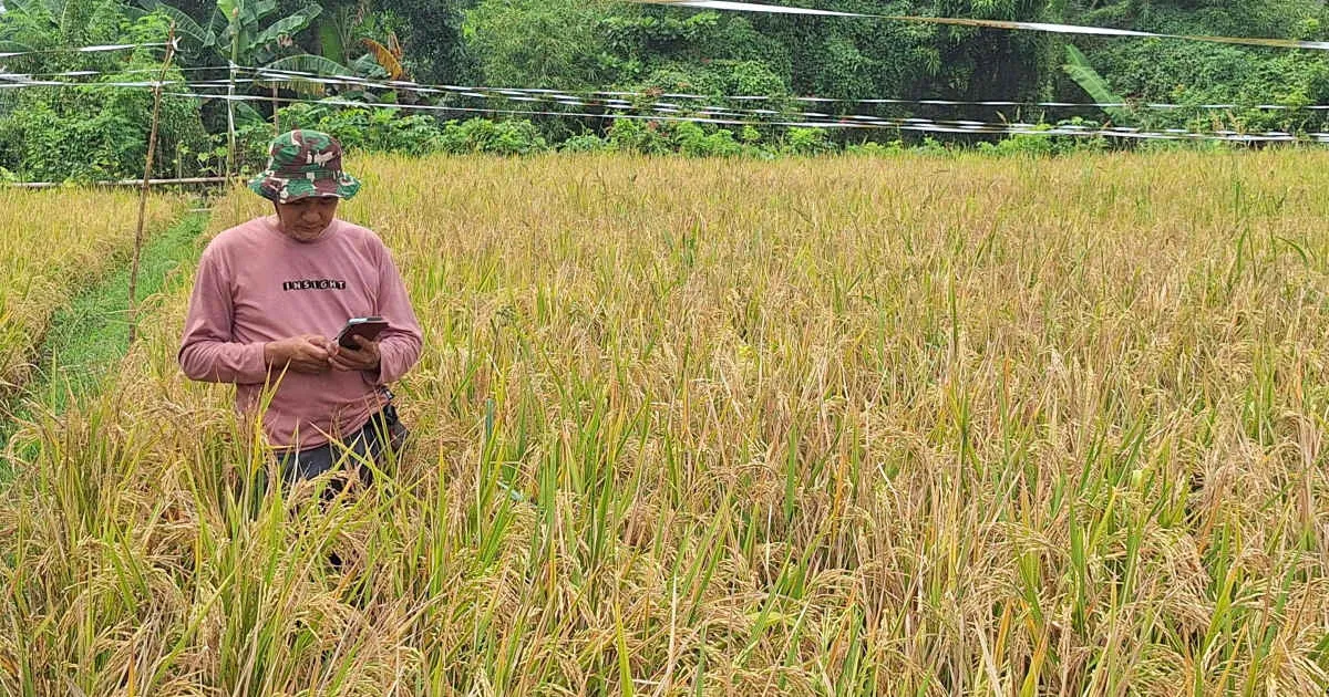 Menteri ATR/BPN: Cakupan LP2B dalam Rencana Tata Ruang Baru 68,03% dari Lahan Baku Sawah