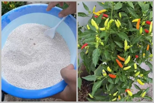 Sisa Bahan Dapur Disebut Bisa Bantu Tanaman Cabai Tumbuh Subur dan Berbuah Lebat