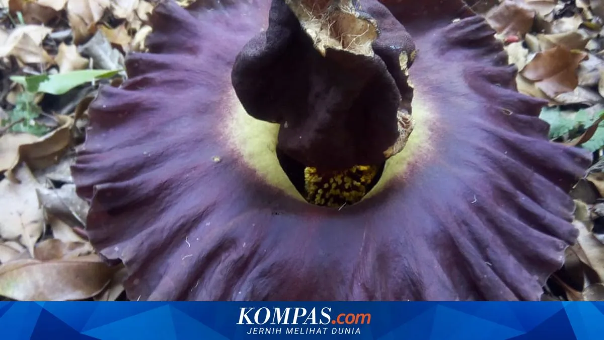 Bunga Bangkai Mekar di Kebun Cengkeh Warga Manggarai Timur