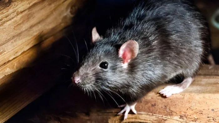 Tujuh Bahan Dapur Alami yang Disebut Dapat Mengusir Tikus, Pemicu Risiko Hantavirus