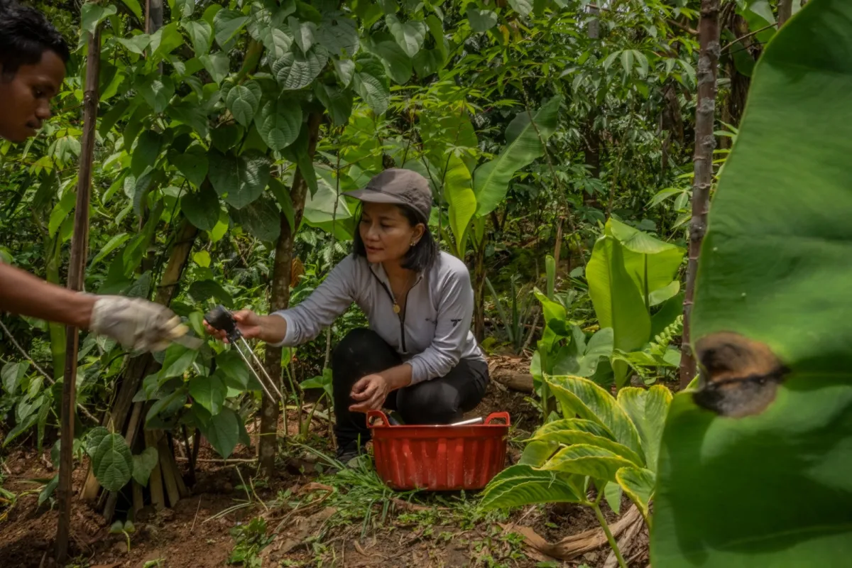 PepsiCo dan National Geographic Danai Riset Pertanian Regeneratif Berbasis AI di Indonesia