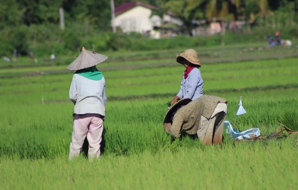 Pemerintah Perkuat Produksi Pangan Nasional di Tengah Ancaman Krisis Pangan Global