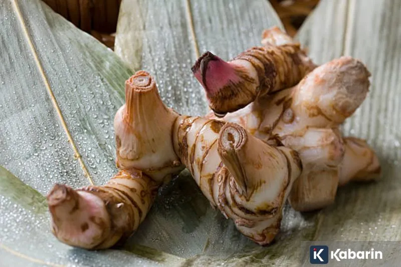BRIN: Lengkuas Berpotensi Jadi Bahan Baku Obat, Tak Sekadar Bumbu Dapur