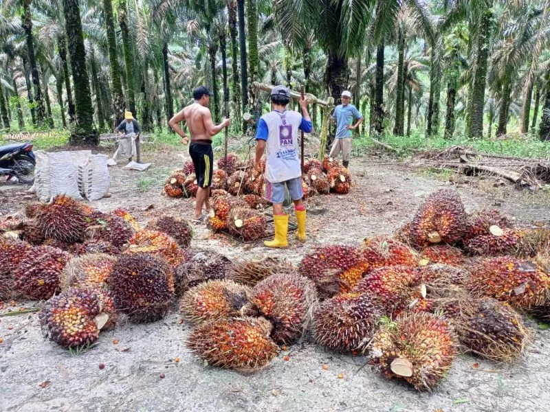 Harga TBS Sawit Kembali Naik, Petani Swadaya di Sumsel Sambut Positif