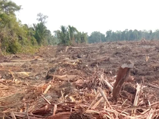 DLHK Kepri: Izin HGU PT CSA di Lingga Terkendala Tata Ruang dan Klaim Lahan Warga