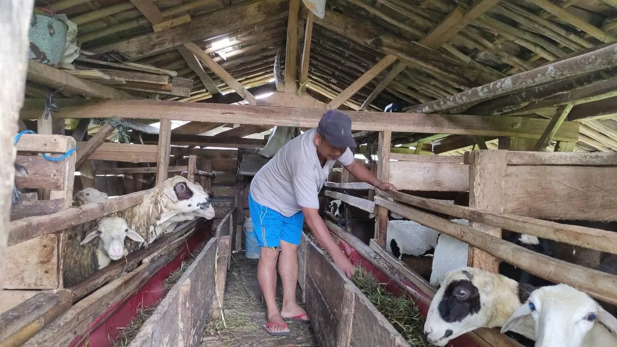 Delapan Tips Ternak Kambing Modal Kecil, Manfaatkan Limbah Dapur hingga Silase