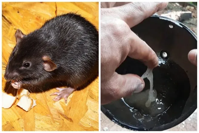 Cara Membuat Lem Tikus dari Getah Damar Kaca dengan Tambahan Minyak Goreng