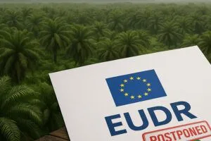 Pemerintah Diminta Perkuat Diplomasi Hadapi Regulasi Antideforestasi Uni Eropa (EUDR)