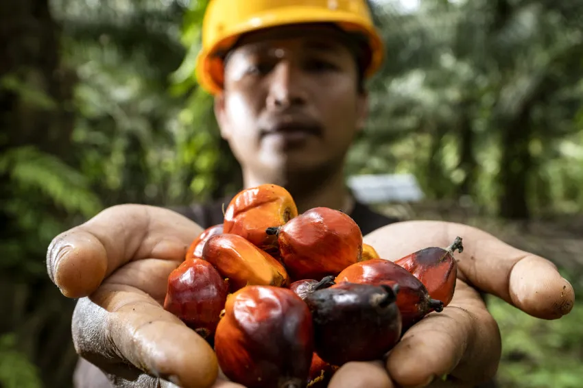 PASPI Nilai Komitmen BPDP dalam Pendanaan Riset Sawit Sudah Terlihat, Dorong Evaluasi Berkala